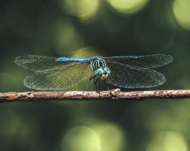 A dragonfly uses microscale muscles to flap its wings.