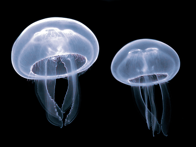 A jellyfish swims in the ocean by changing the shape of its soft body.