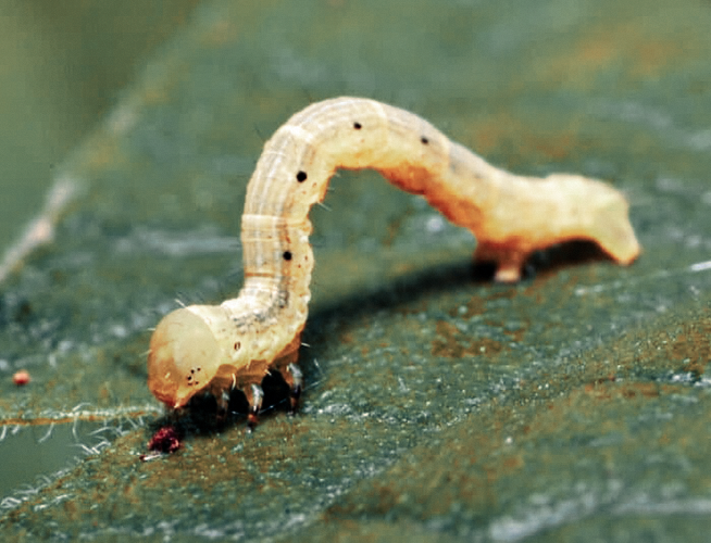 An inchworm crawls by gripping the surface and bending its soft body.