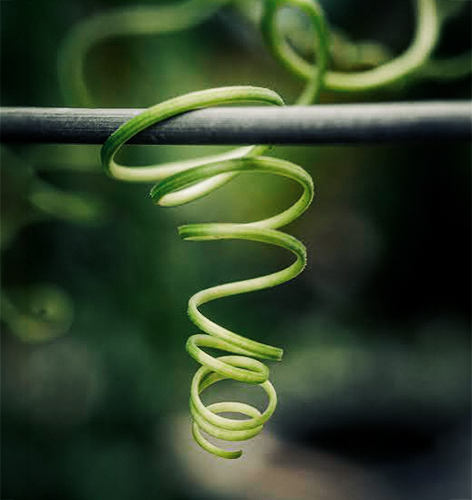 A plant tendril curls around supports to climb toward sunlight.