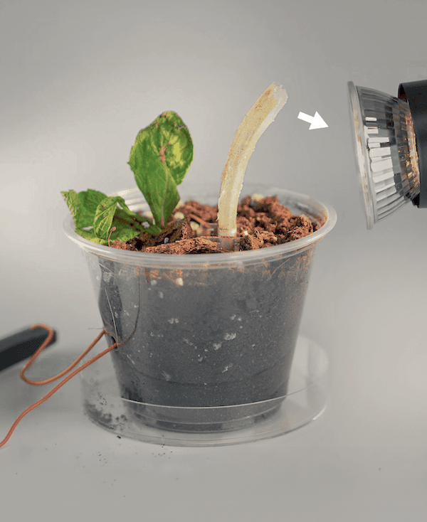 Like a plant turning toward sunlight, the liquid crystal elastomer–thermoelectric system responds to thermal gradients by bending toward heat to harvest energy more efficiently.